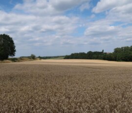 diest 14